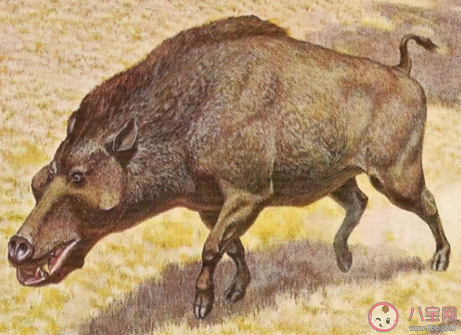 豬最早在什么時代被廣泛養殖 螞蟻莊園12月2日答案解析