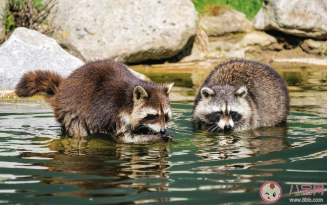 浣熊喜歡洗東西是愛干凈嗎 浣熊為什么喜歡洗東西