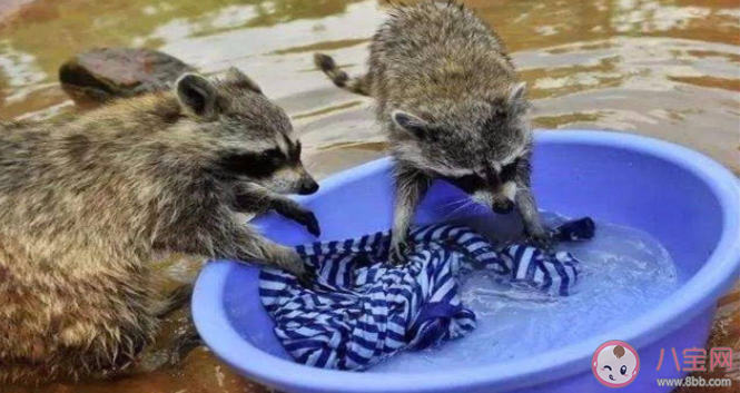 浣熊喜歡洗東西是愛干凈嗎 浣熊為什么喜歡洗東西