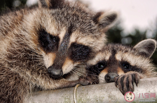 浣熊喜歡洗東西是愛干凈嗎 浣熊為什么喜歡洗東西