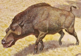 豬最早在什么時代被廣泛養殖 螞蟻莊園12月2日答案解析