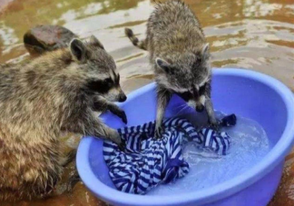 浣熊喜歡洗東西是愛干凈嗎 浣熊為什么喜歡洗東西