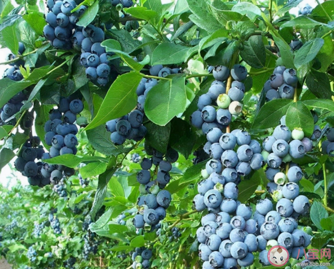 藍莓適宜生長的土壤環境PH在多少 螞蟻莊園12月5日答案