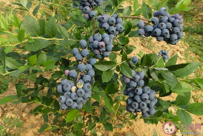 藍莓適宜生長的土壤環境PH在多少 螞蟻莊園12月5日答案