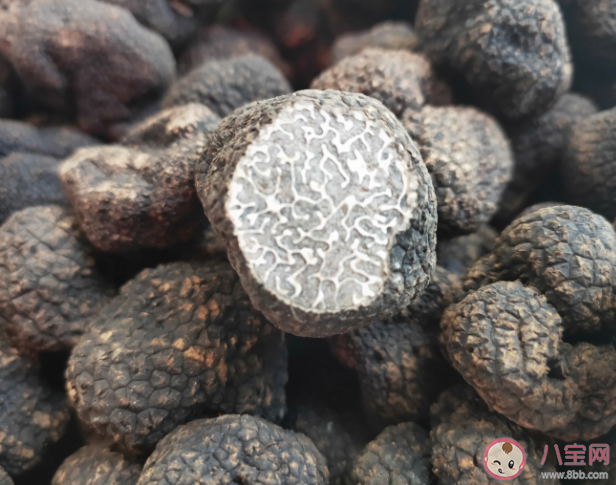 黑松露可以曬干保存嗎 新鮮黑松露能放多久 黑松露可以曬干保存嗎 新鮮黑松露能放多久