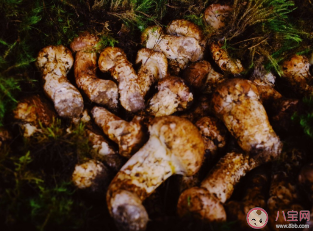 松茸表面的黑色需要刮掉嗎 松茸和其他蘑菇的區(qū)別是什么