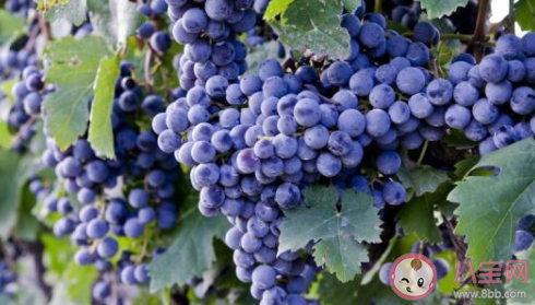 我們經常在葡萄上看到的白霜是什么 螞蟻新村12月7日答案 我們經常在葡萄上看到的白霜是什么 螞蟻新村12月7日答案