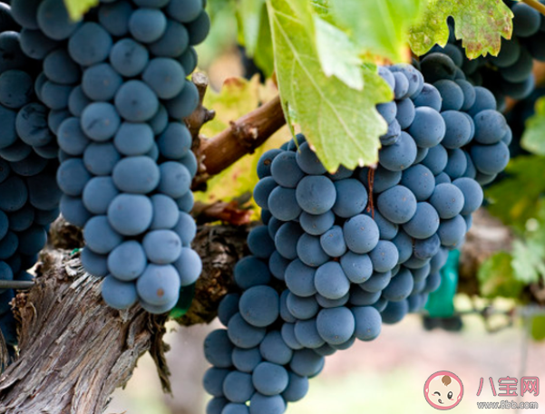 我們經常在葡萄上看到的白霜是什么 螞蟻新村12月7日答案 我們經常在葡萄上看到的白霜是什么 螞蟻新村12月7日答案