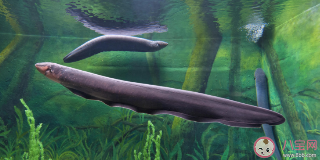 用電鰻的電電電鰻電鰻會被電死嗎 電鰻為什么能放電 用電鰻的電電電鰻電鰻會被電死嗎 電鰻為什么能放電