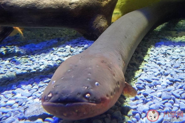 用電鰻的電電電鰻電鰻會被電死嗎 電鰻為什么能放電 用電鰻的電電電鰻電鰻會被電死嗎 電鰻為什么能放電