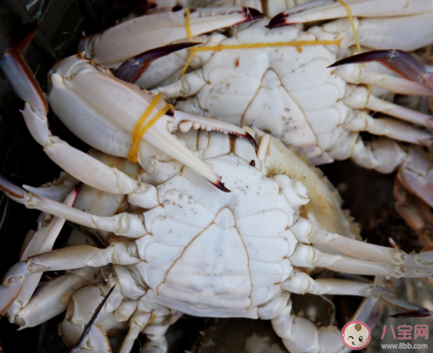 梭子蟹的漁汛一年有幾次 螞蟻莊園12月8日答案解析 梭子蟹的漁汛一年有幾次 螞蟻莊園12月8日答案解析