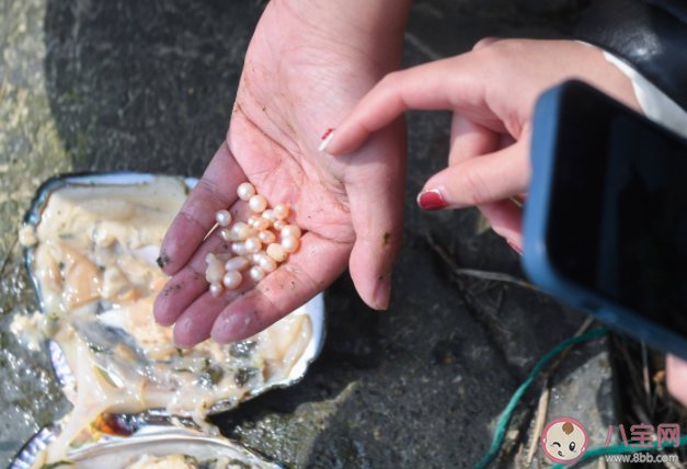 取出珍珠之后的貝肉可以吃嗎 普通的河蚌怎樣養成珍珠蚌 取出珍珠之后的貝肉可以吃嗎 普通的河蚌怎樣養成珍珠蚌