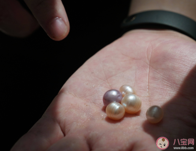 取出珍珠之后的貝肉可以吃嗎 普通的河蚌怎樣養成珍珠蚌 取出珍珠之后的貝肉可以吃嗎 普通的河蚌怎樣養成珍珠蚌