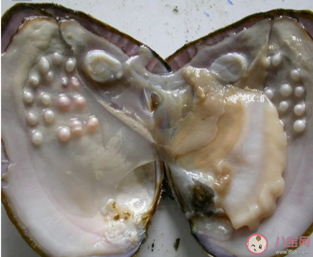 取出珍珠之后的貝肉可以吃嗎 普通的河蚌怎樣養成珍珠蚌 取出珍珠之后的貝肉可以吃嗎 普通的河蚌怎樣養成珍珠蚌