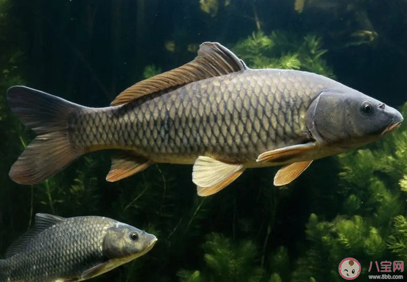 在上世紀八十年代被指定為國宴食材的石人溝魚出自 螞蟻新村12月9日答案介紹