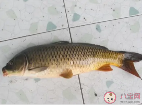 被指定為國宴食材的石人溝魚出自什么地方 螞蟻莊園12月9日正確答案 被指定為國宴食材的石人溝魚出自什么地方 螞蟻莊園12月9日正確答案