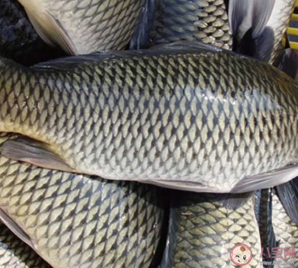 被指定為國宴食材的石人溝魚出自什么地方 螞蟻莊園12月9日正確答案 被指定為國宴食材的石人溝魚出自什么地方 螞蟻莊園12月9日正確答案