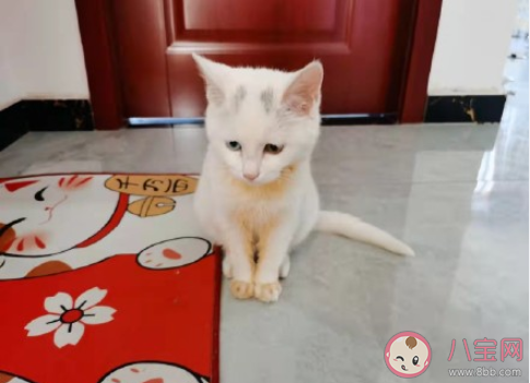 有寵物家庭需要買掃地機器人嗎 如何正確選購掃地機器人 有寵物家庭需要買掃地機器人嗎 如何正確選購掃地機器人