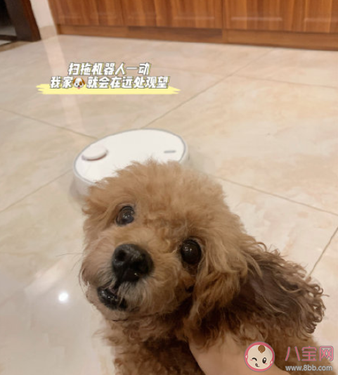 有寵物家庭需要買掃地機器人嗎 如何正確選購掃地機器人 有寵物家庭需要買掃地機器人嗎 如何正確選購掃地機器人