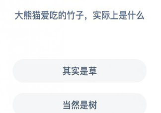 大熊貓愛吃的竹子實際上是什么螞蟻莊園 12月12日小課堂答案