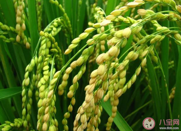 水稻產量的構成有三要素不包括 螞蟻新村12月11日答案 水稻產量的構成有三要素不包括 螞蟻新村12月11日答案