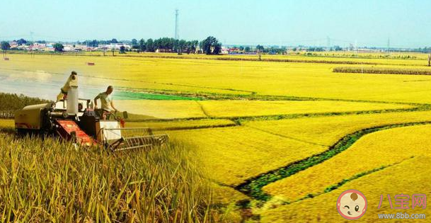 水稻產量的構成有三要素不包括 螞蟻新村12月11日答案 水稻產量的構成有三要素不包括 螞蟻新村12月11日答案