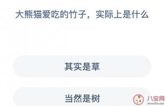 大熊貓愛吃的竹子實際上是什么螞蟻莊園 12月12日小課堂答案 大熊貓愛吃的竹子實際上是什么螞蟻莊園 12月12日小課堂答案