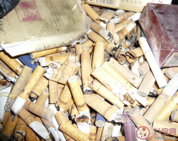 螞蟻新村埋在土中的煙頭影響植物生長正確嗎 12月14日答案 螞蟻新村埋在土中的煙頭影響植物生長正確嗎 12月14日答案