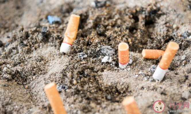 螞蟻新村埋在土中的煙頭影響植物生長正確嗎 12月14日答案 螞蟻新村埋在土中的煙頭影響植物生長正確嗎 12月14日答案