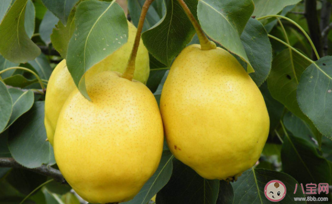 以晶黃果品牌獲得青海省著名商標榮譽稱號的縣是什么 螞蟻新村12月15日答案