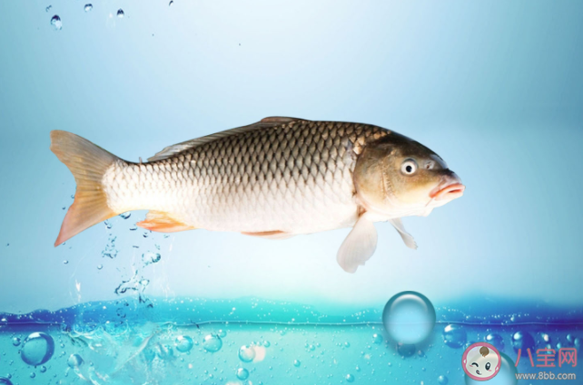 魚會感覺到冷嗎 魚會被凍死嗎