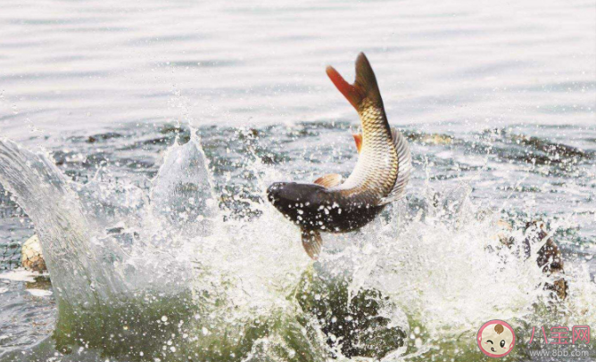 魚會感覺到冷嗎 魚會被凍死嗎