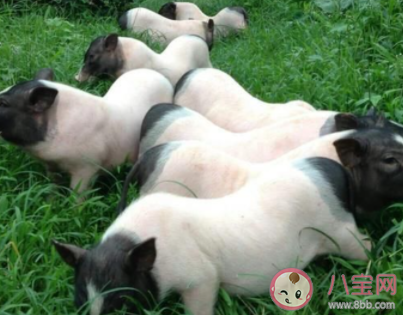 螞蟻新村全國唯—的香豬保種基地在哪 12月16日答案更新