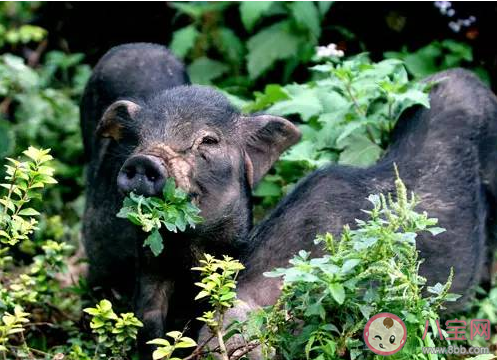 螞蟻新村全國唯—的香豬保種基地在哪 12月16日答案更新