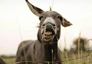 驢奶是不是智商稅 驢奶的營養價值很高嗎