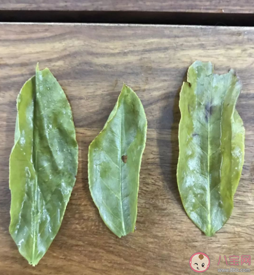 鴨屎香哪個品種最好喝 喝鴨屎香有什么好處功效 鴨屎香哪個品種最好喝 喝鴨屎香有什么好處功效