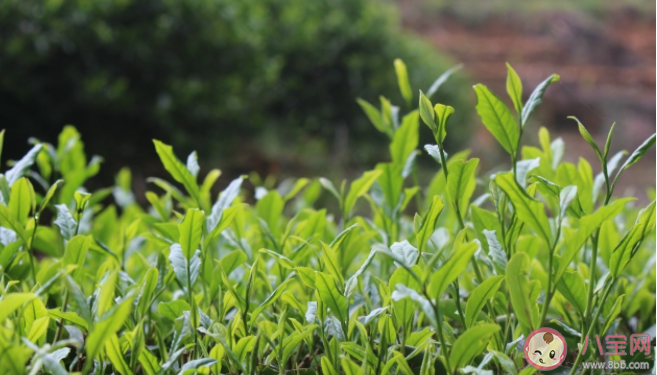 鴨屎香哪個品種最好喝 喝鴨屎香有什么好處功效 鴨屎香哪個品種最好喝 喝鴨屎香有什么好處功效