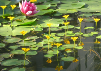 荇菜一般生在哪里 螞蟻新村12月17日答案