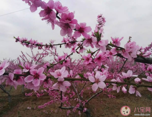 螞蟻新村桃樹是先開花后長葉的落葉樹嗎 12月18日答案解析