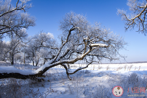 數(shù)九寒天中數(shù)九是從哪個(gè)節(jié)氣開始螞蟻莊園 12月21日答案更新 數(shù)九寒天中數(shù)九是從哪個(gè)節(jié)氣開始螞蟻莊園 12月21日答案更新