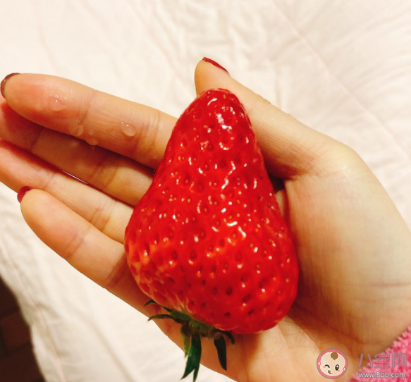 為什么丹東草莓特別好吃 如何購買到正宗的丹東99草莓 為什么丹東草莓特別好吃 如何購買到正宗的丹東99草莓