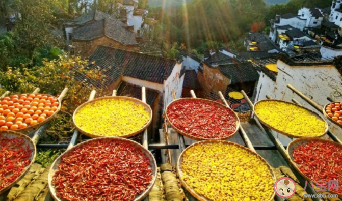 螞蟻新村婺源縣篁嶺人的秋收習俗是什么 12月23日問題答案