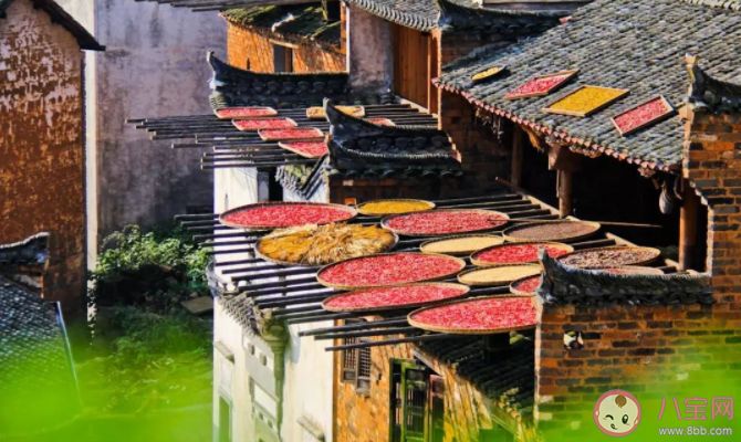 螞蟻新村婺源縣篁嶺人的秋收習俗是什么 12月23日問題答案