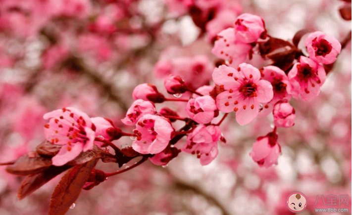 桃花的花期通常在幾月份 螞蟻新村12月24日答案 桃花的花期通常在幾月份 螞蟻新村12月24日答案