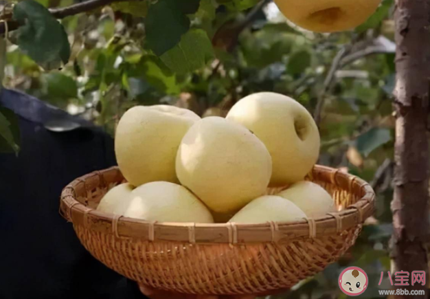 奶油蘋果到底是什么蘋果 奶油富士和紅富士的區別 奶油蘋果到底是什么蘋果 奶油富士和紅富士的區別