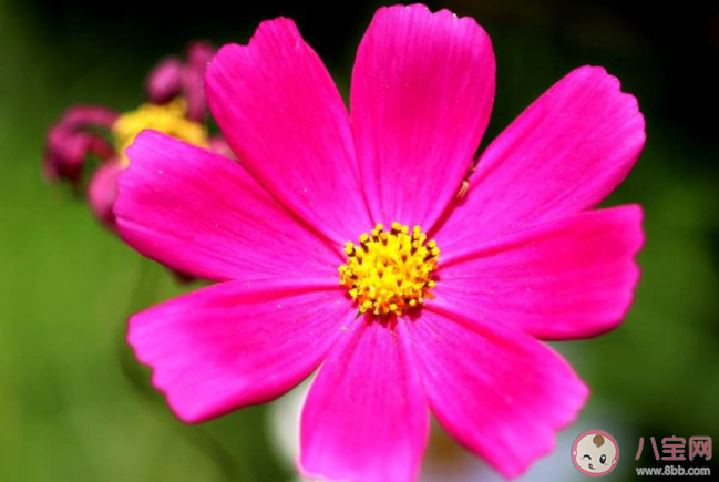 南花北移之地北木南遷之所描述的是 螞蟻新村12月25日答案更新