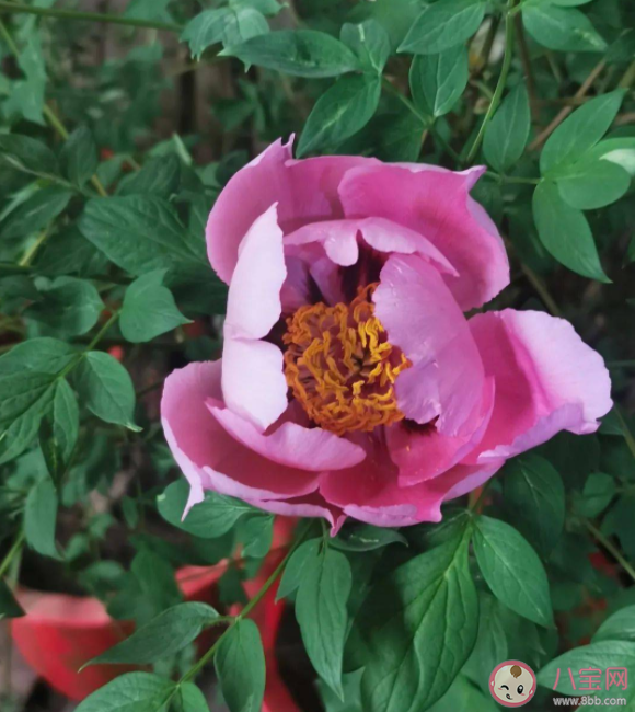 中國(guó)紫斑牡丹的重要發(fā)祥地和栽培研發(fā)中心在哪里 螞蟻新村12月27日答案