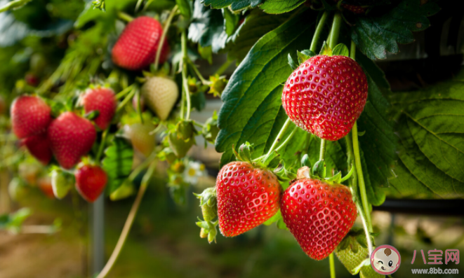 冬天的草莓算反季節水果嗎 反季節的草莓可以放心吃嗎 冬天的草莓算反季節水果嗎 反季節的草莓可以放心吃嗎