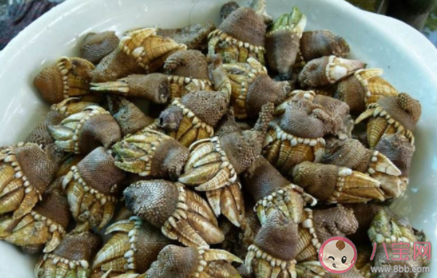 為何鵝頸藤壺這么貴 鵝頸藤壺做菜好吃嗎