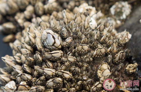 為何鵝頸藤壺這么貴 鵝頸藤壺做菜好吃嗎